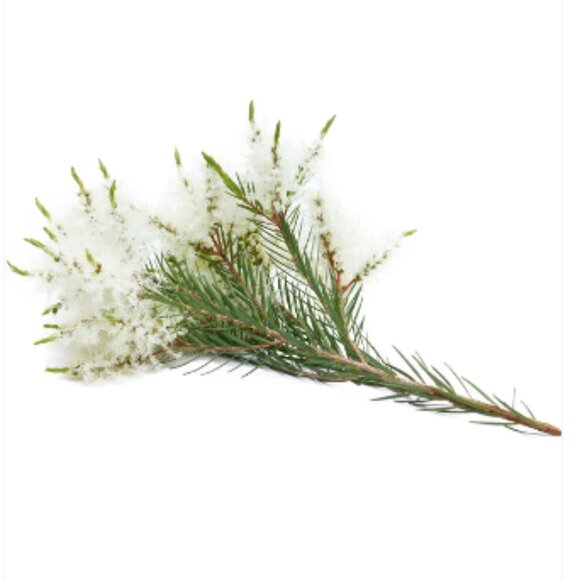 Doterra Tea Tree Essential Oil - 15ml - New unopened - Picture 2 of 4